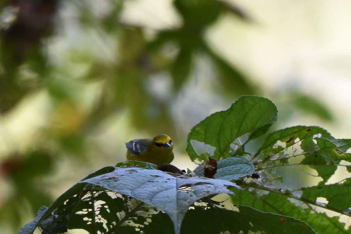 Blue-winged Warbler - ML642172265