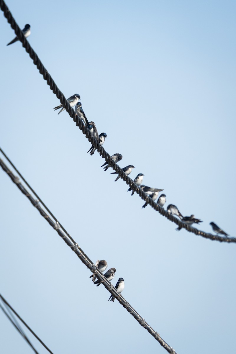 Chilean Swallow - ML642172274