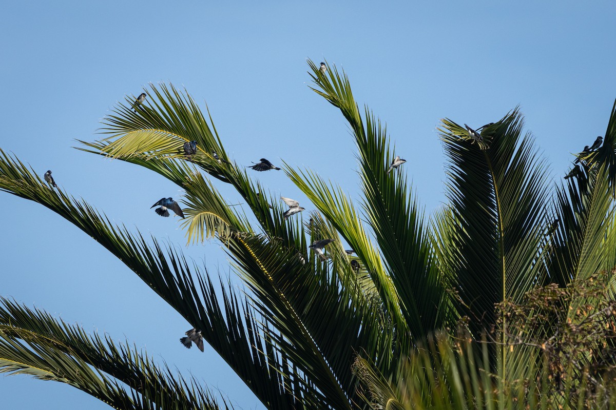 Chilean Swallow - ML642172275