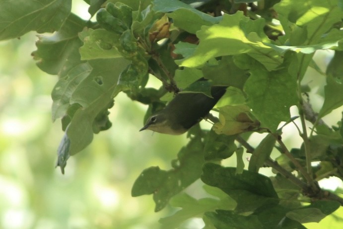 Black-throated Blue Warbler - ML642172285