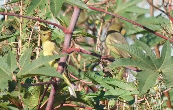 Western Tanager - ML642172297