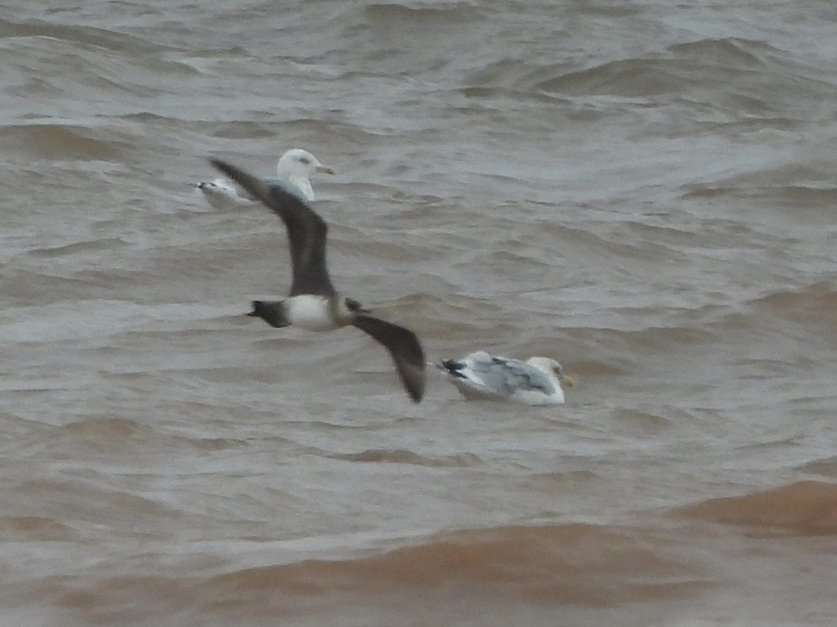 Parasitic Jaeger - ML642172303