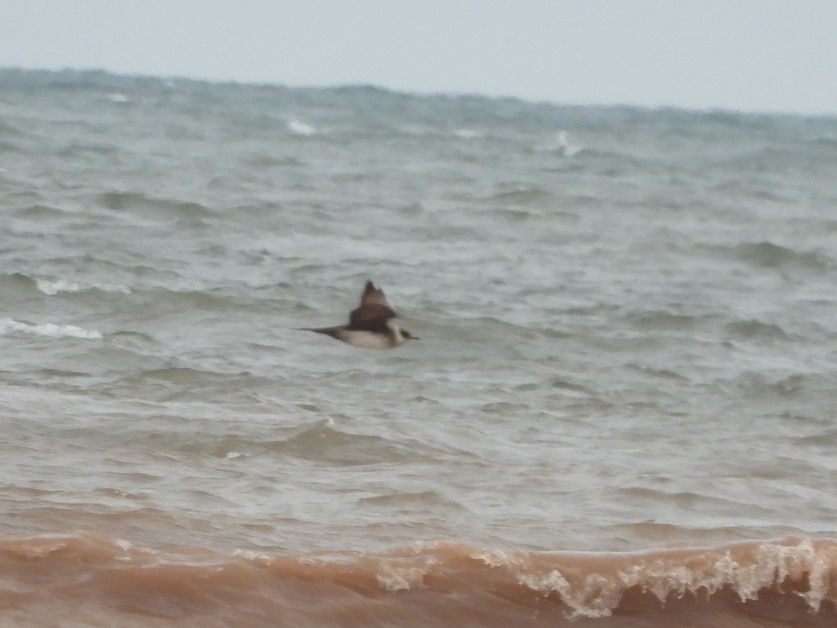 Parasitic Jaeger - ML642172304