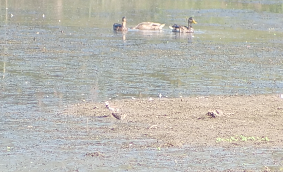 Wilson's Snipe - ML642172336