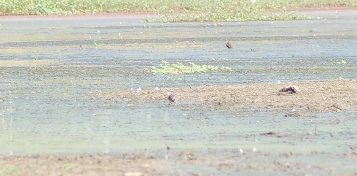Wilson's Snipe - ML642172337