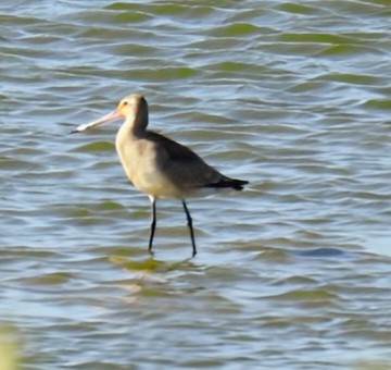 Hudsonian Godwit - ML642172338