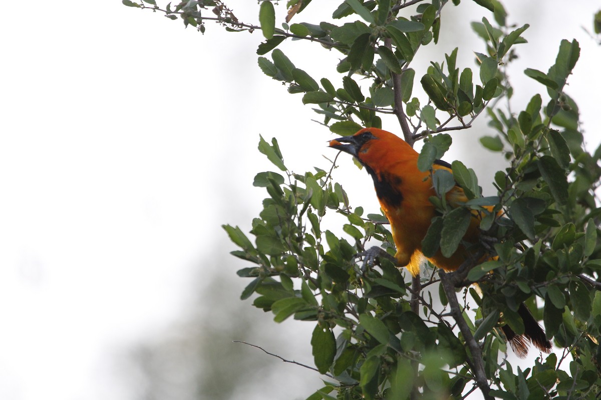Altamira Oriole - ML642172366