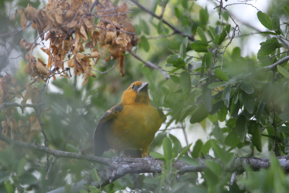 Altamira Oriole - ML642172367