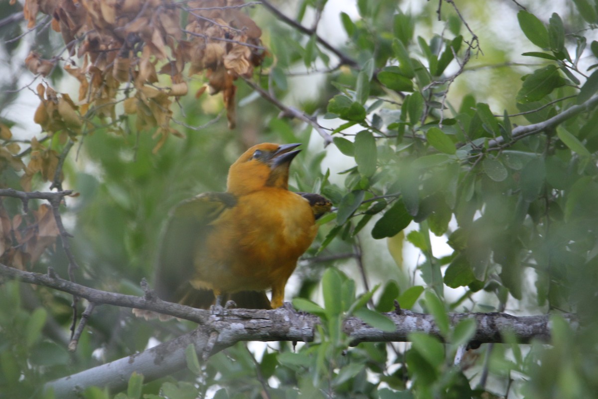 Altamira Oriole - ML642172368
