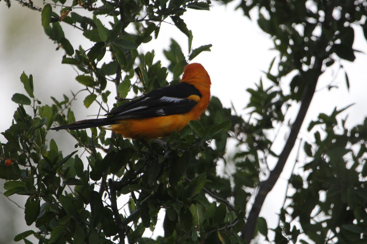 Altamira Oriole - ML642172369