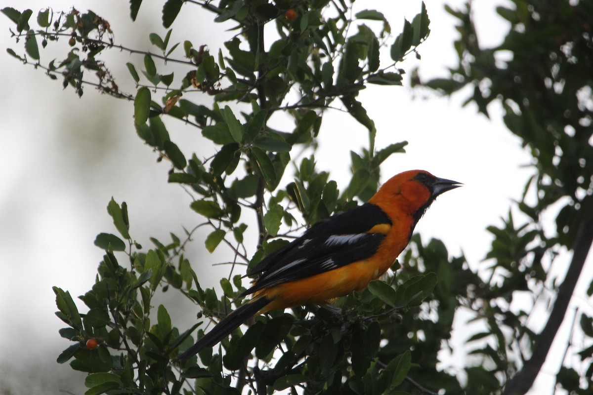 Altamira Oriole - ML642172370