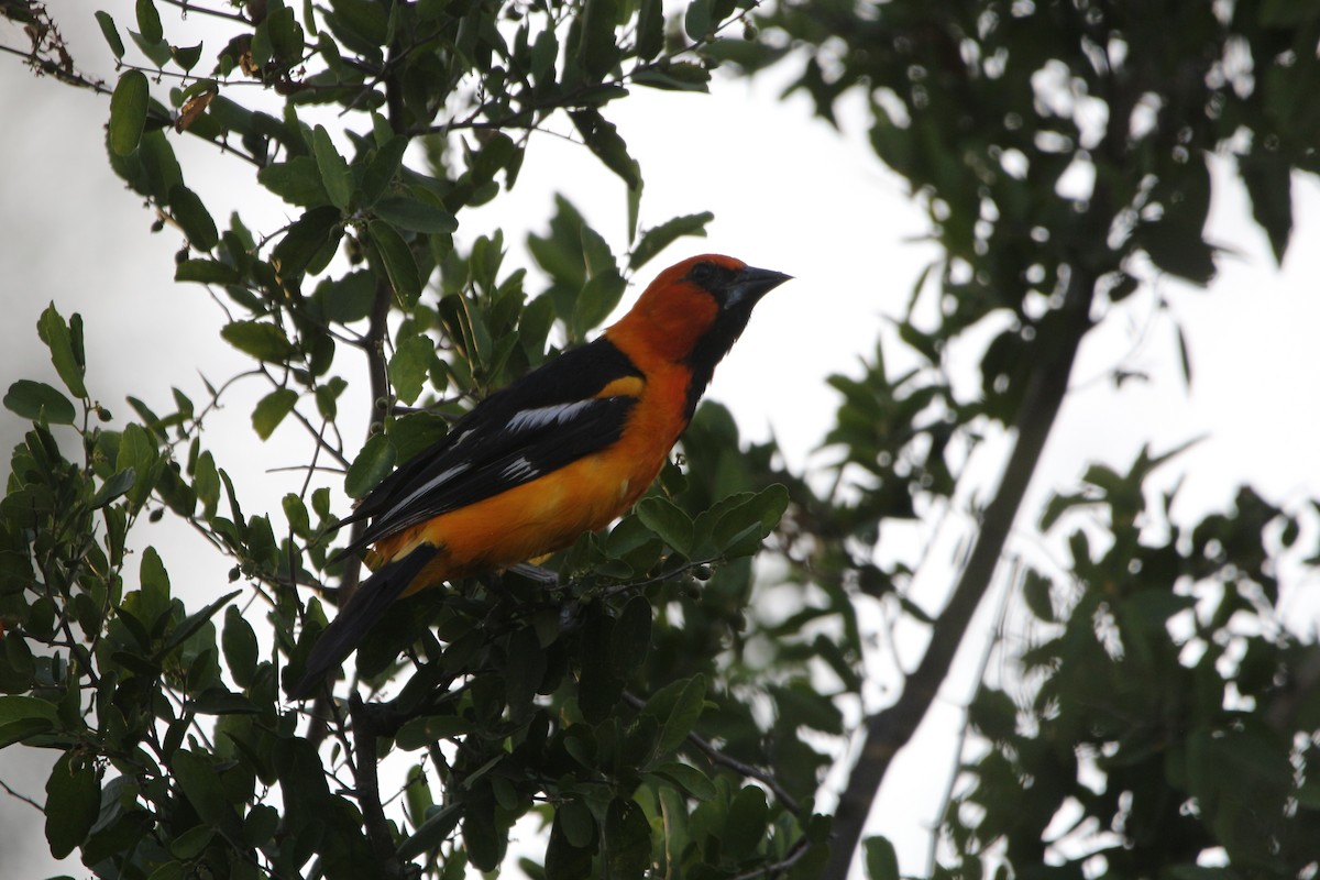 Altamira Oriole - ML642172371