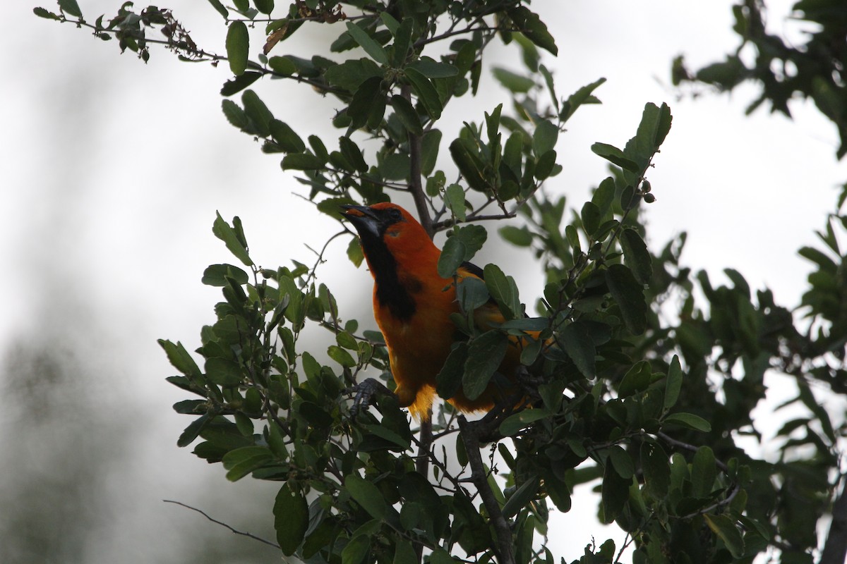Altamira Oriole - ML642172372