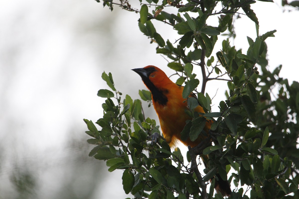Altamira Oriole - ML642172373