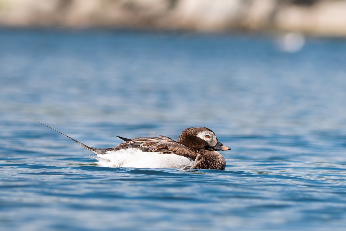 Long-tailed Duck - ML642172382