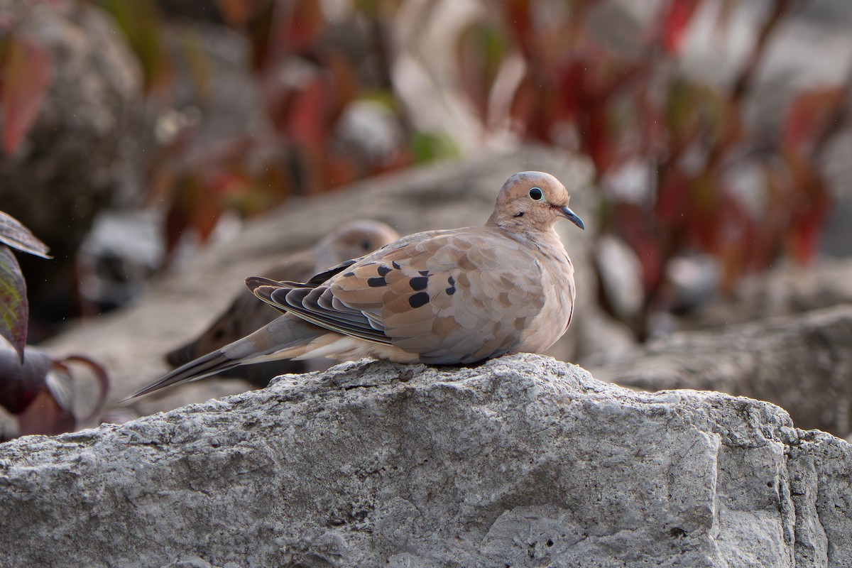 Mourning Dove - ML642172384
