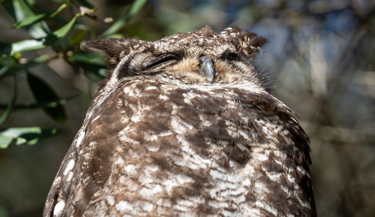 Spotted Eagle-Owl - ML642172385