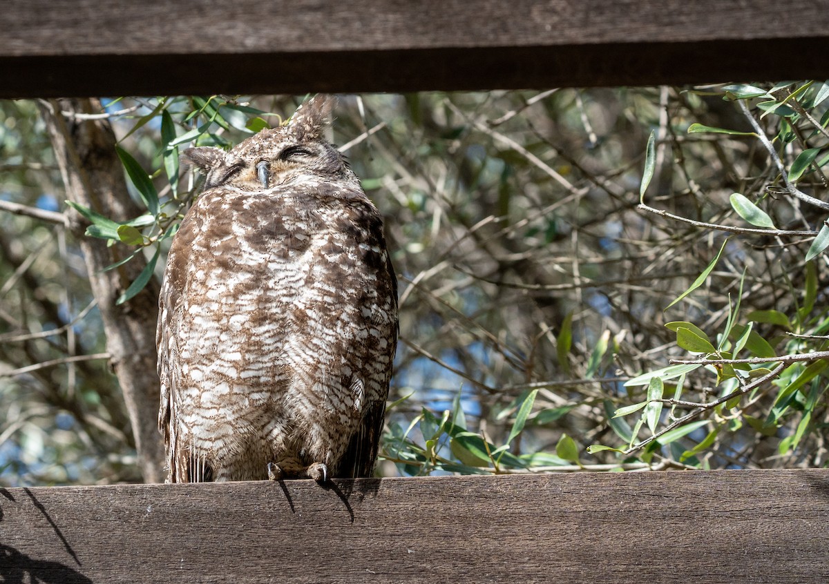 Spotted Eagle-Owl - ML642172386
