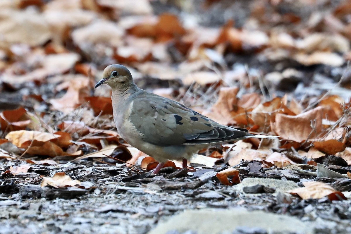 Mourning Dove - ML642172387