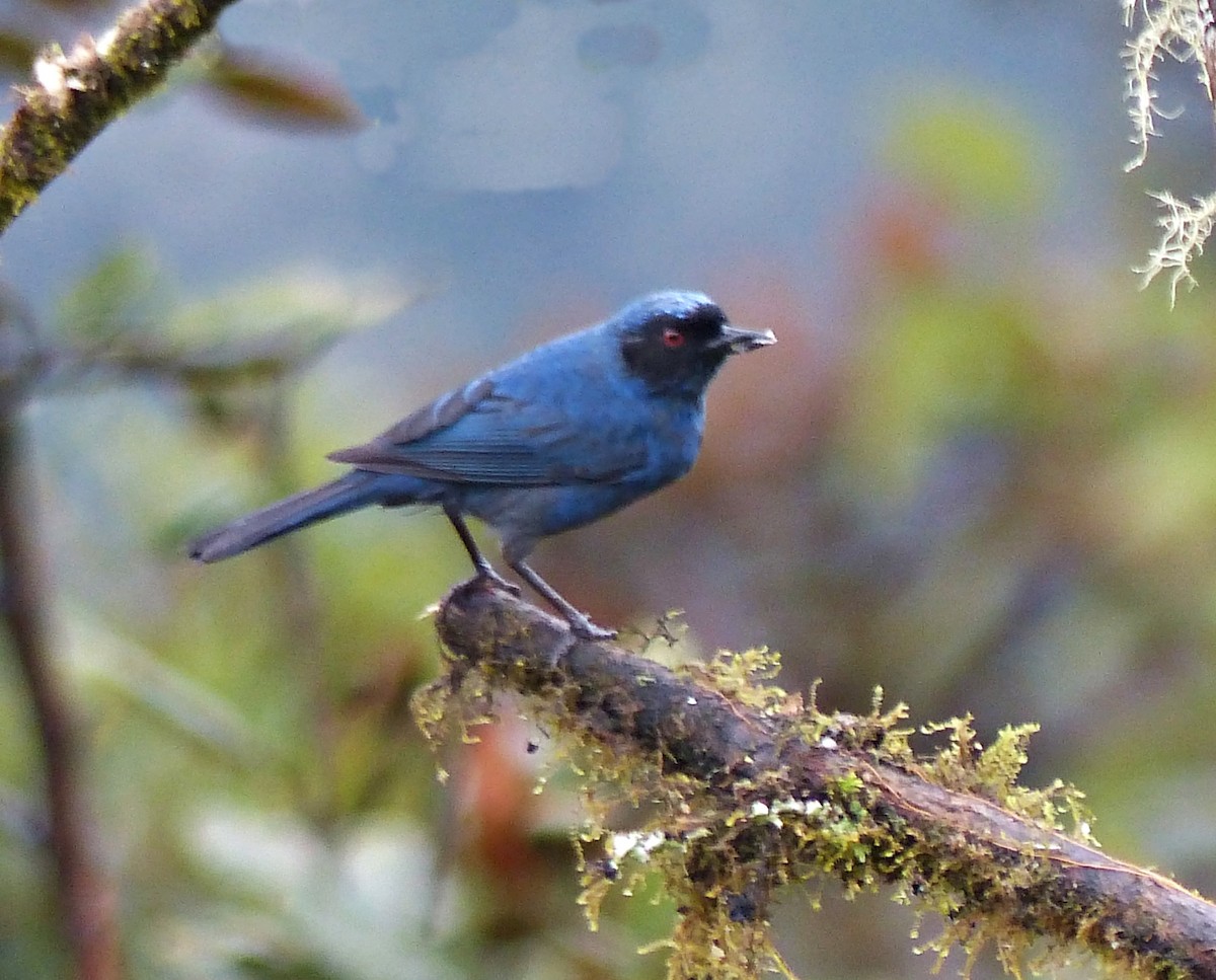 Masked Flowerpiercer - ML642172388