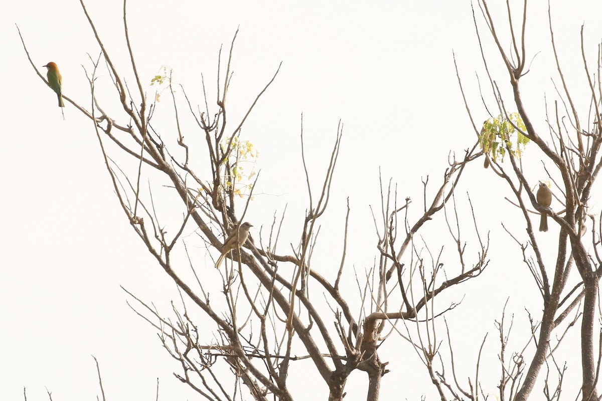 Asian Green Bee-eater - ML642172394