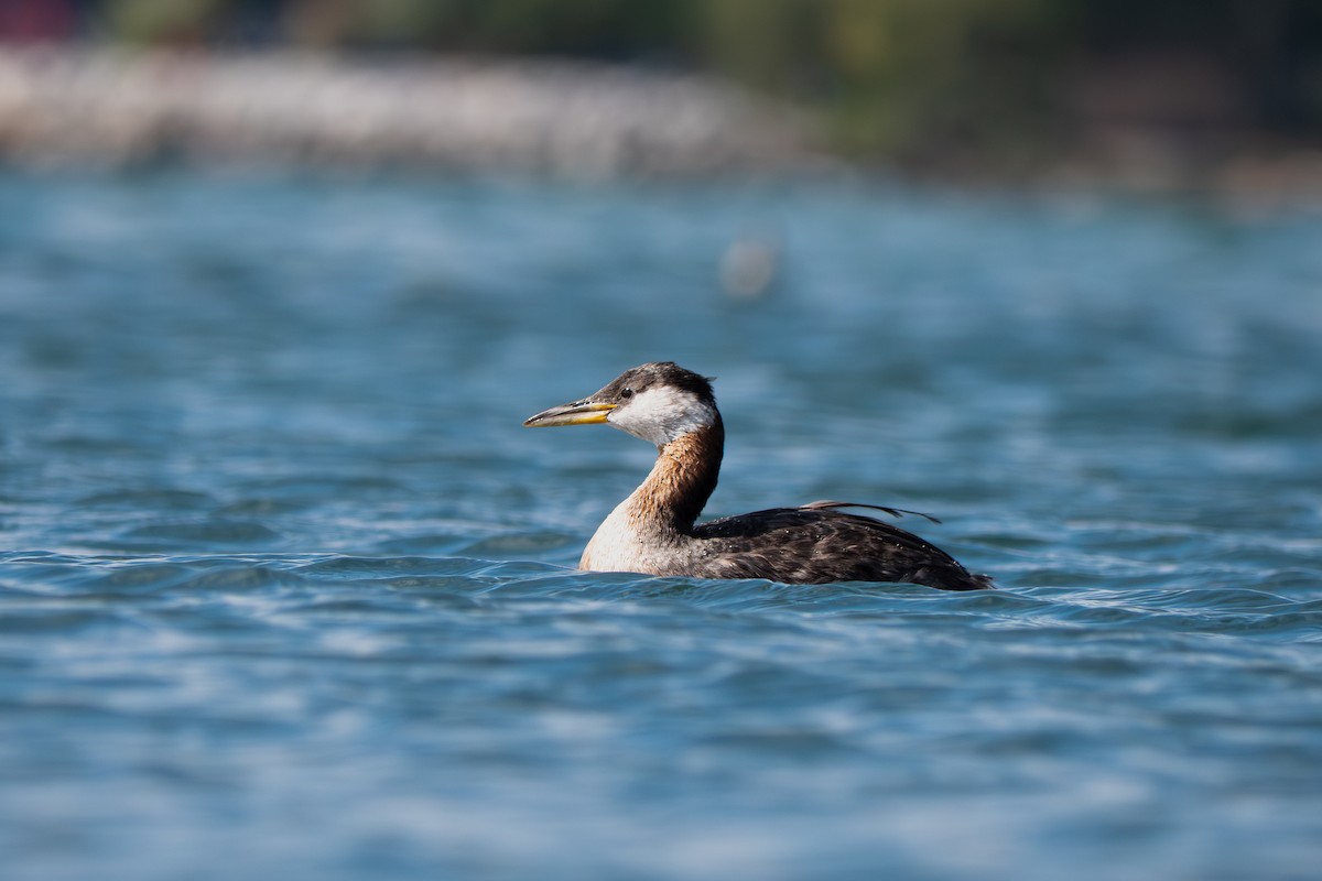 Red-necked Grebe - ML642172396