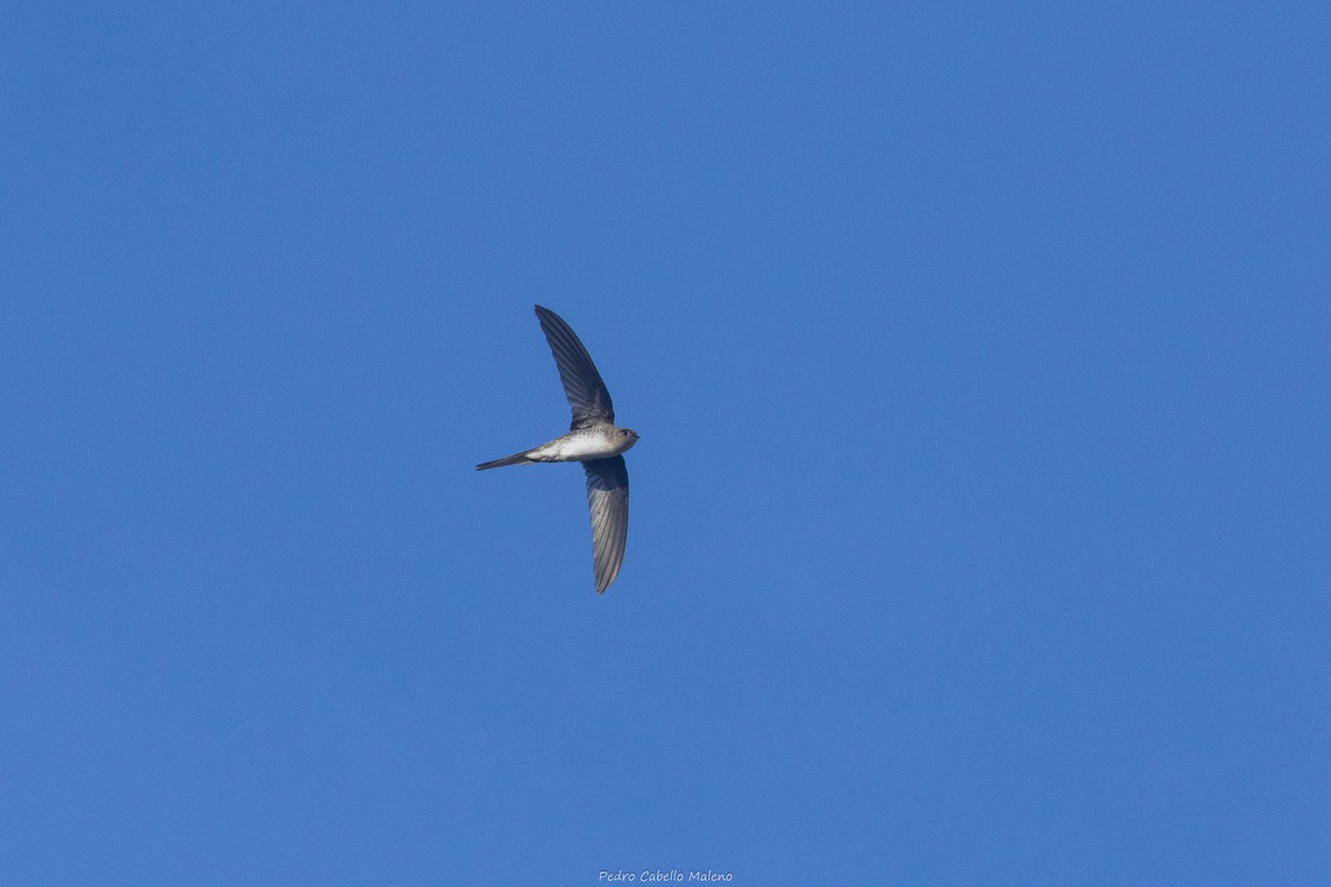 Fork-tailed Palm Swift - ML642172408