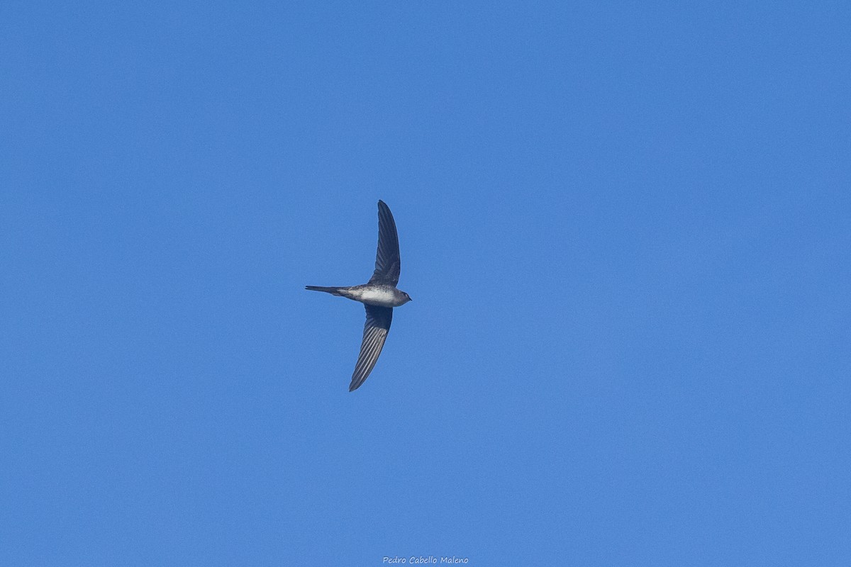 Fork-tailed Palm Swift - ML642172409