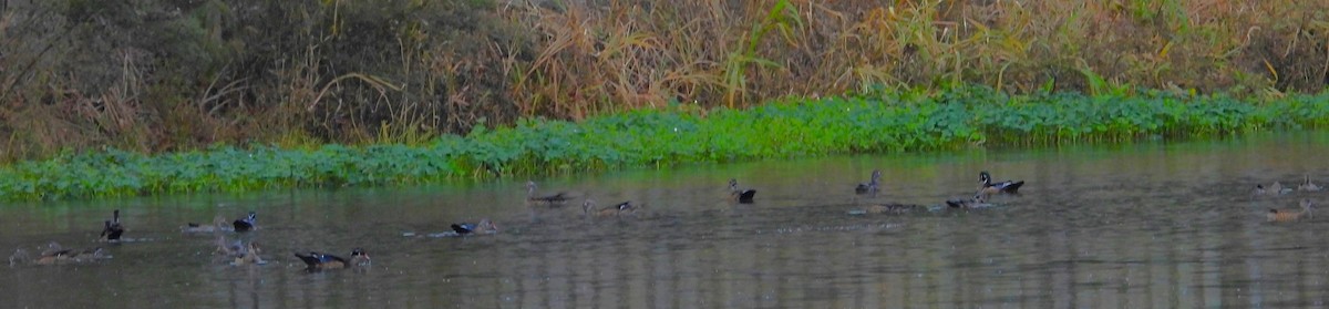 Canard branchu - ML642172411