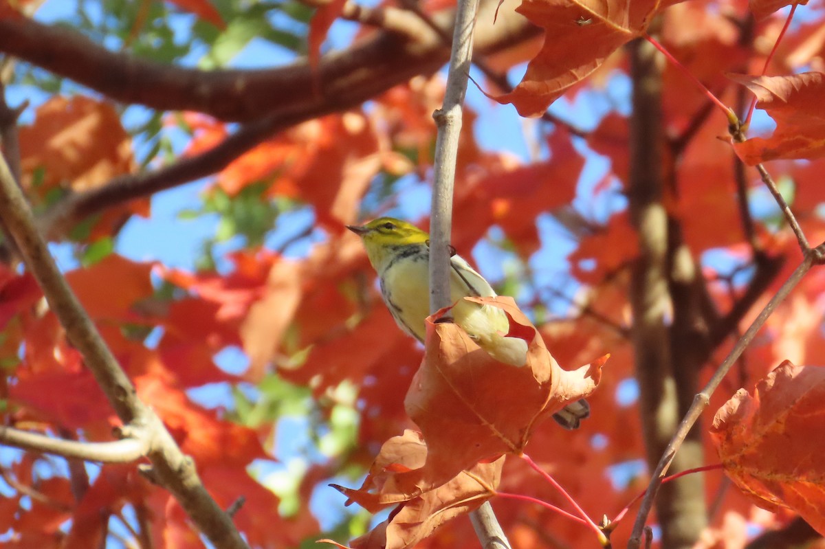 Black-throated Green Warbler - ML642172415