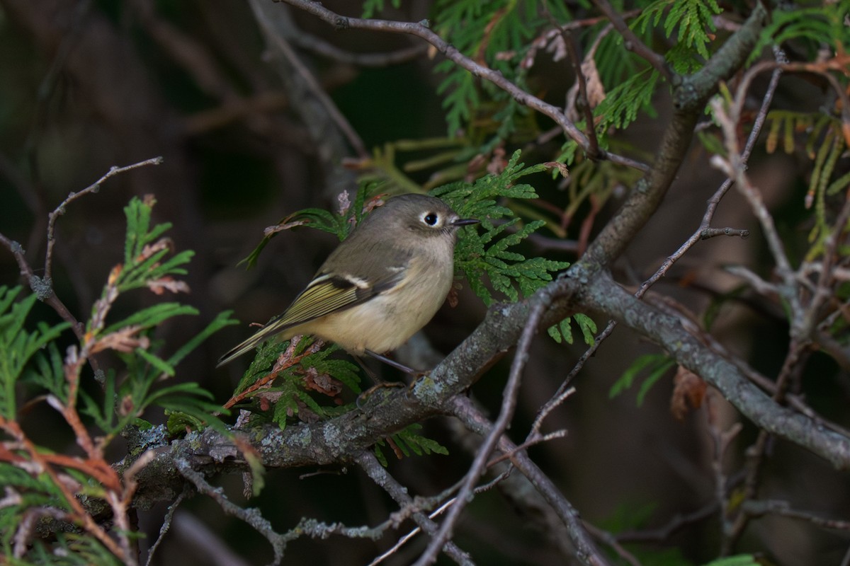 Ruby-crowned Kinglet - ML642172419