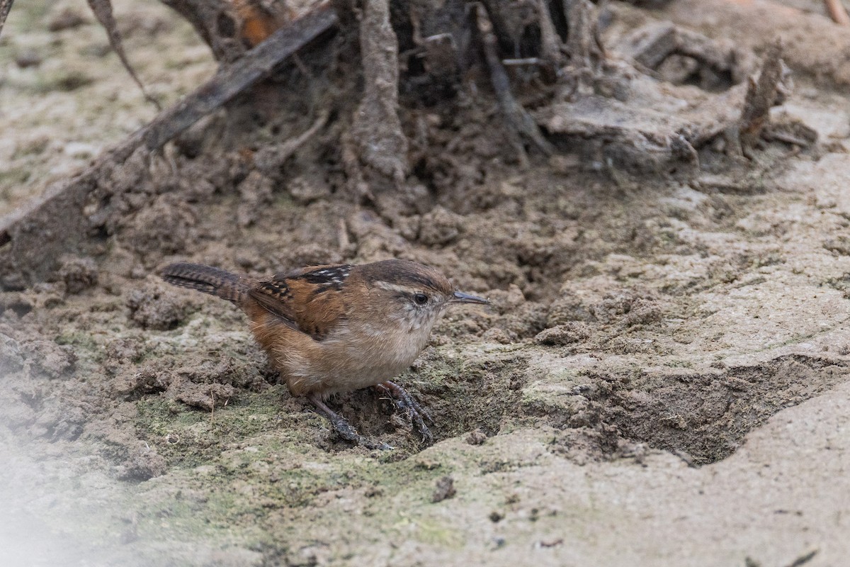Marsh Wren - ML642172428