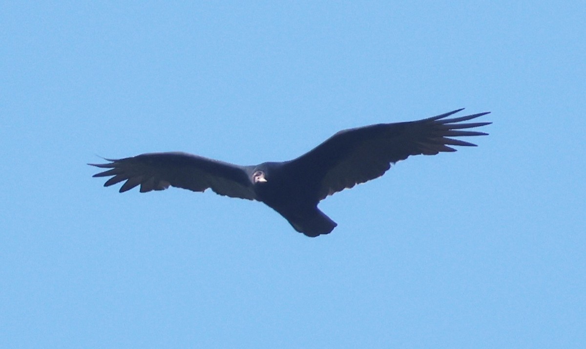 Turkey Vulture - ML642172435