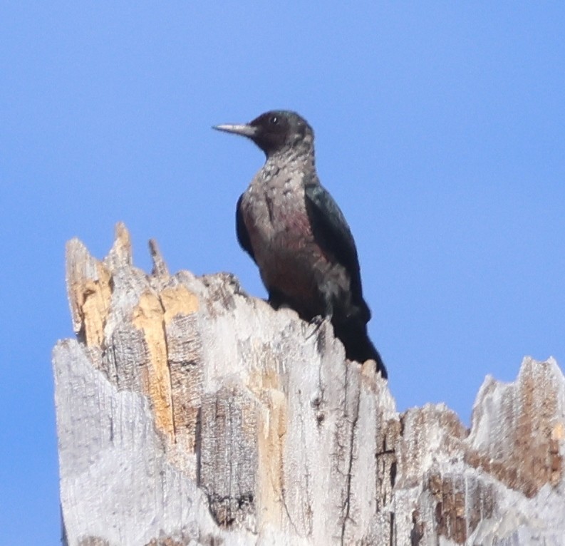 Lewis's Woodpecker - ML642172447