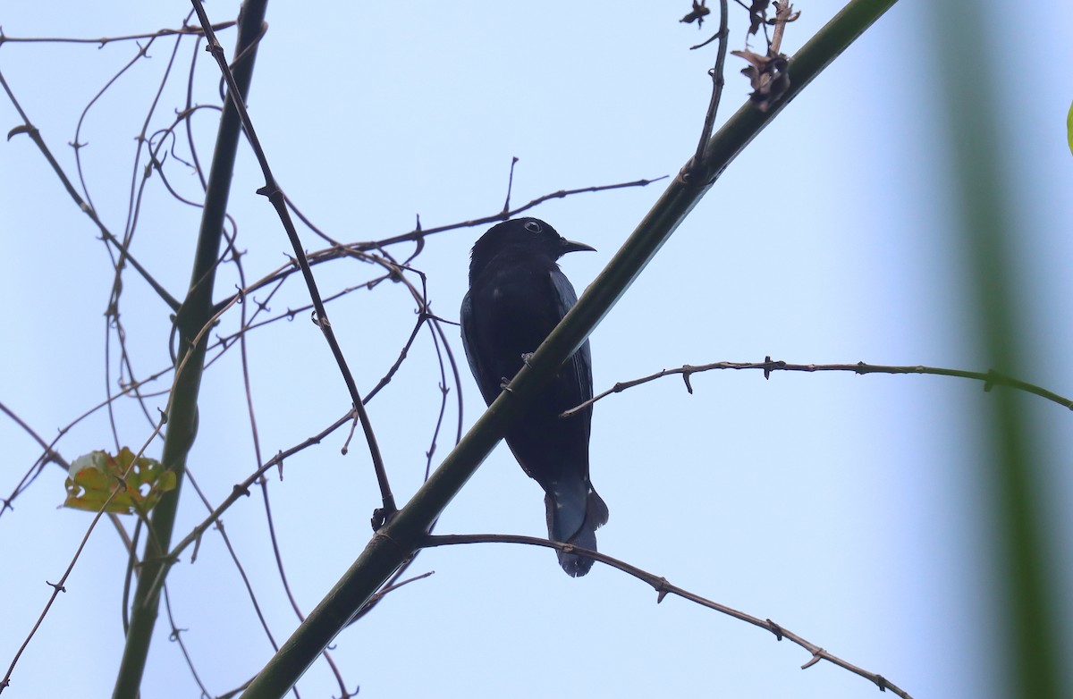 Philippinendrongokuckuck - ML642172458