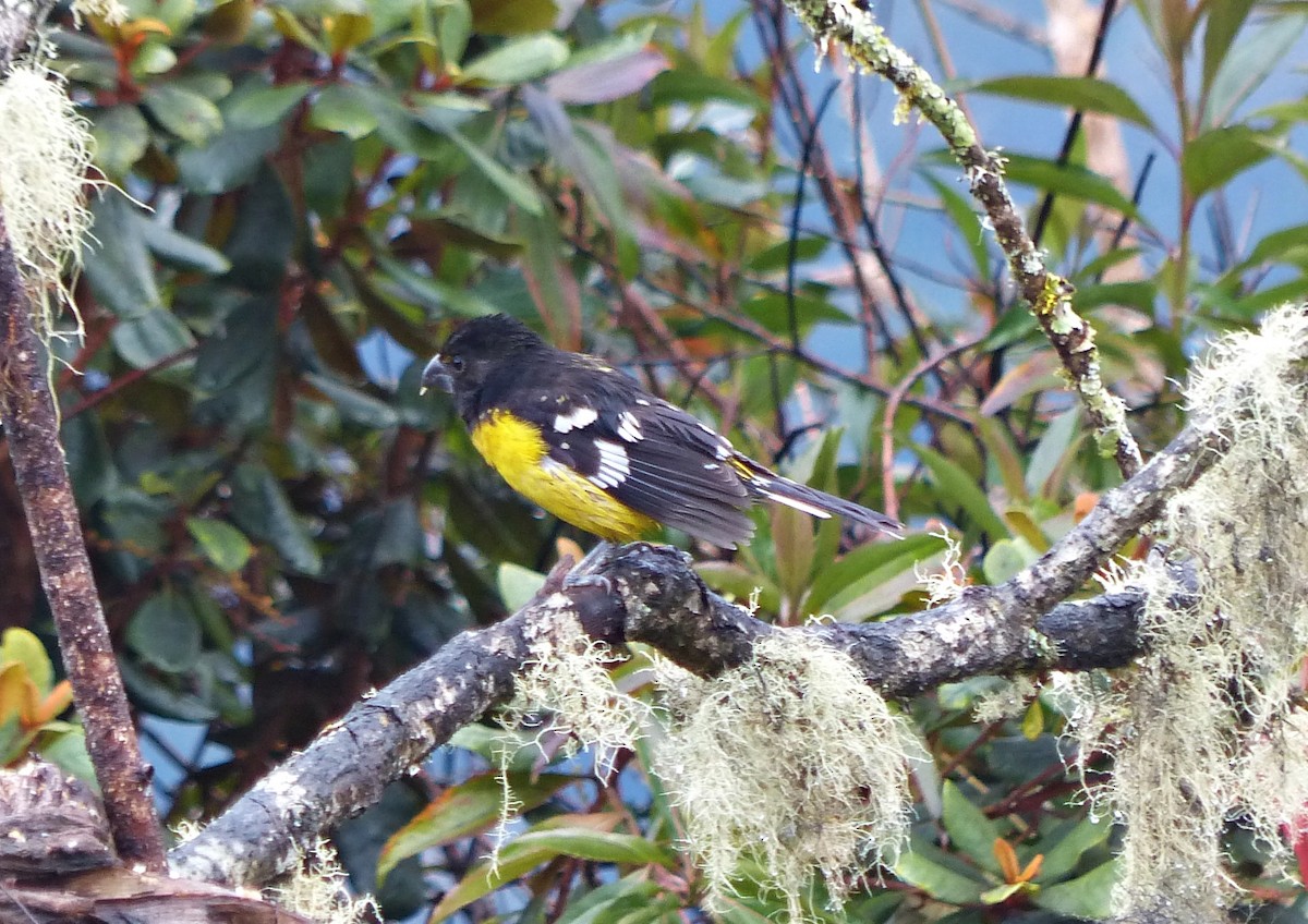 Black-backed Grosbeak - ML642172464
