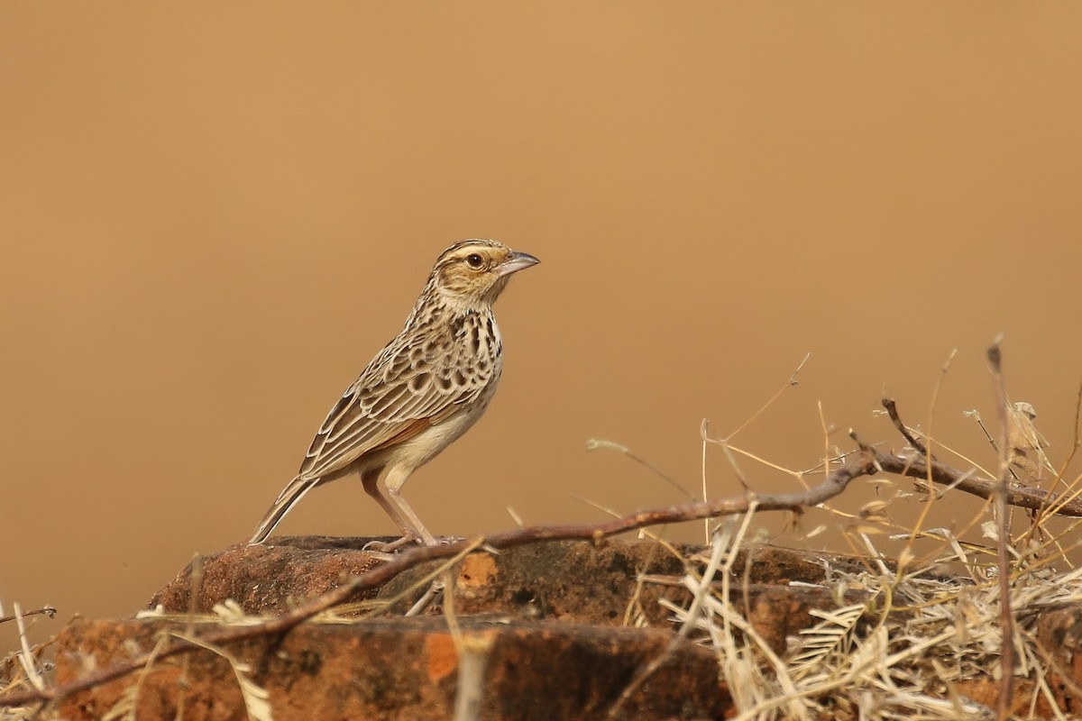 skřivan barmský - ML642172473