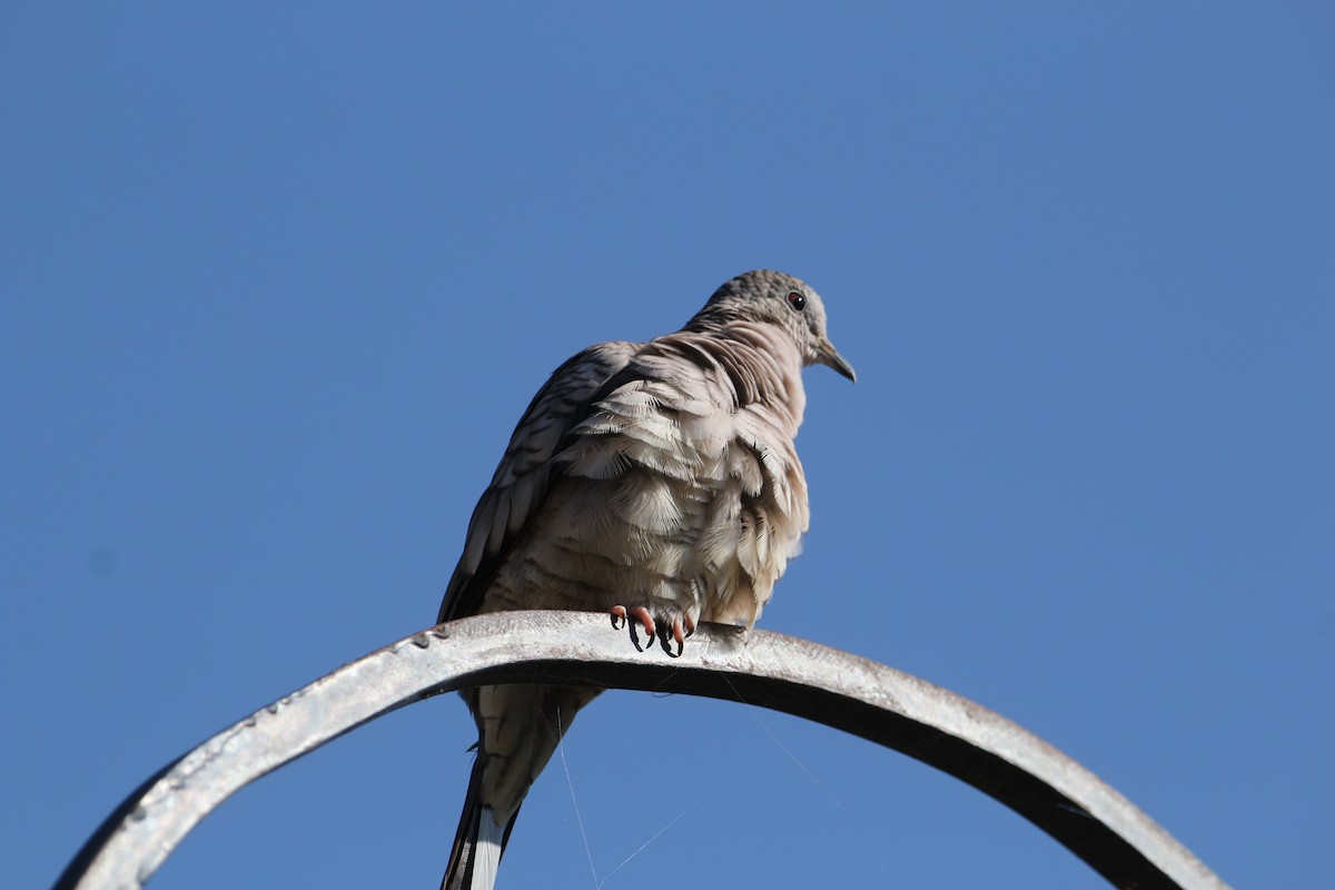 Inca Dove - ML642172504