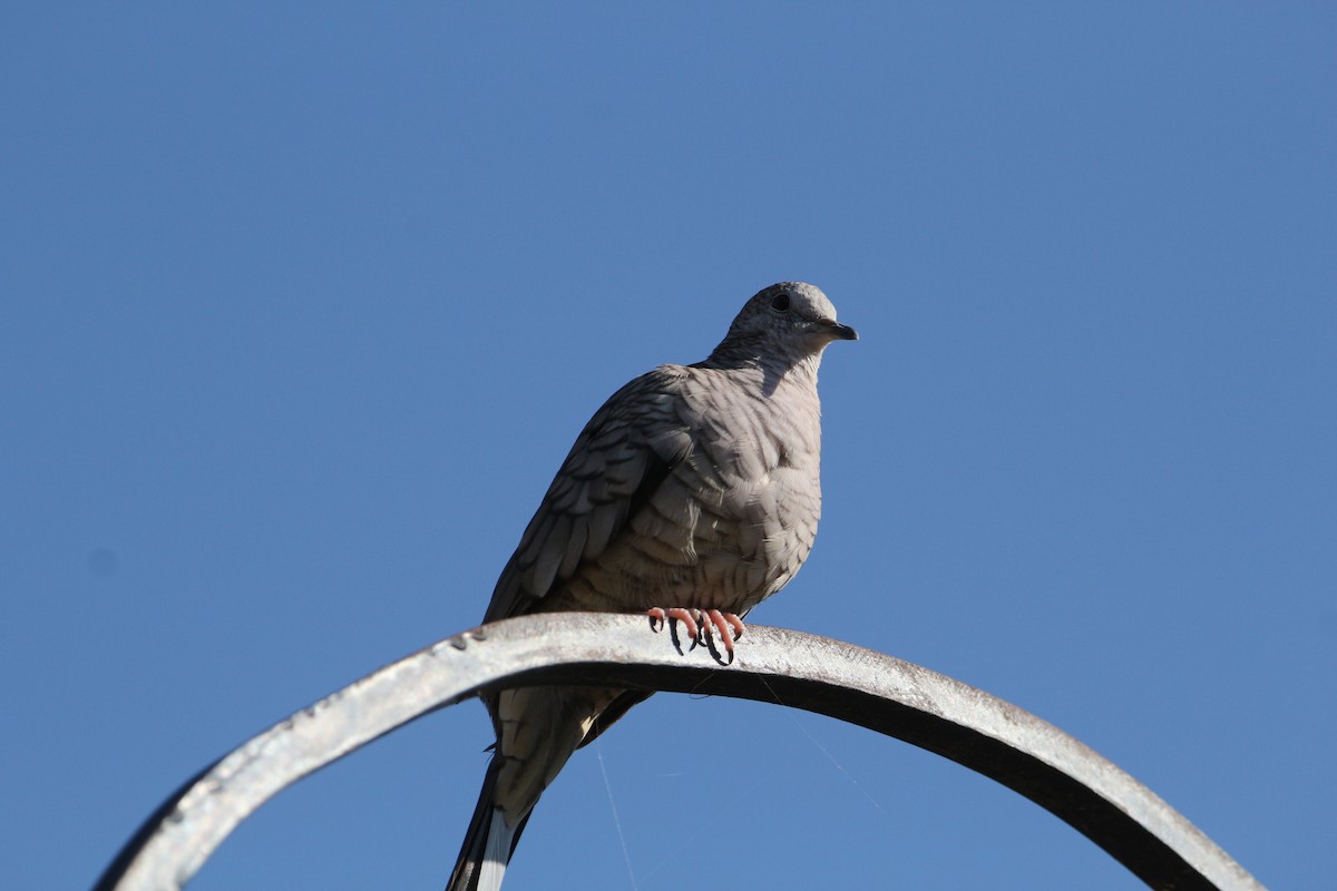 Inca Dove - ML642172505