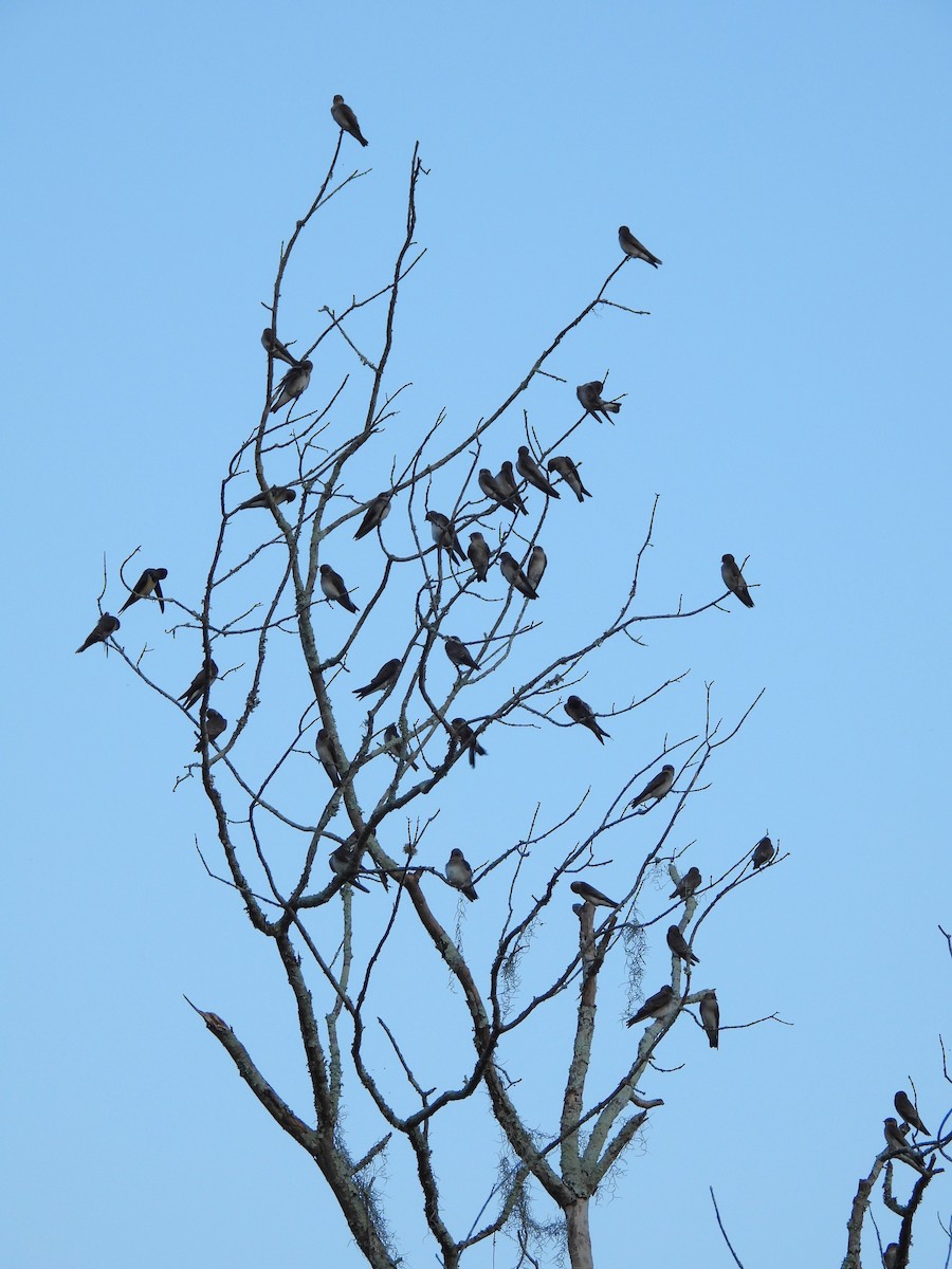 Hirondelle à ailes hérissées - ML642172511