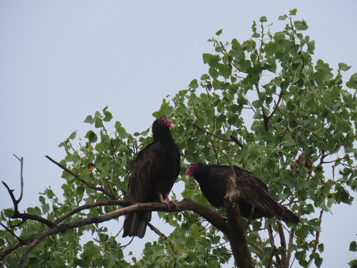 Turkey Vulture - ML642172531
