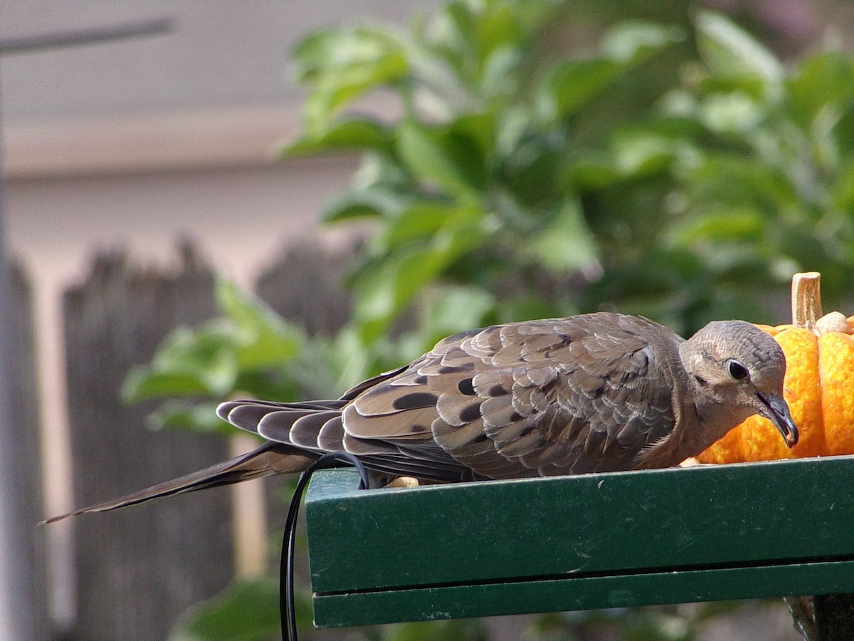 Mourning Dove - ML642172550