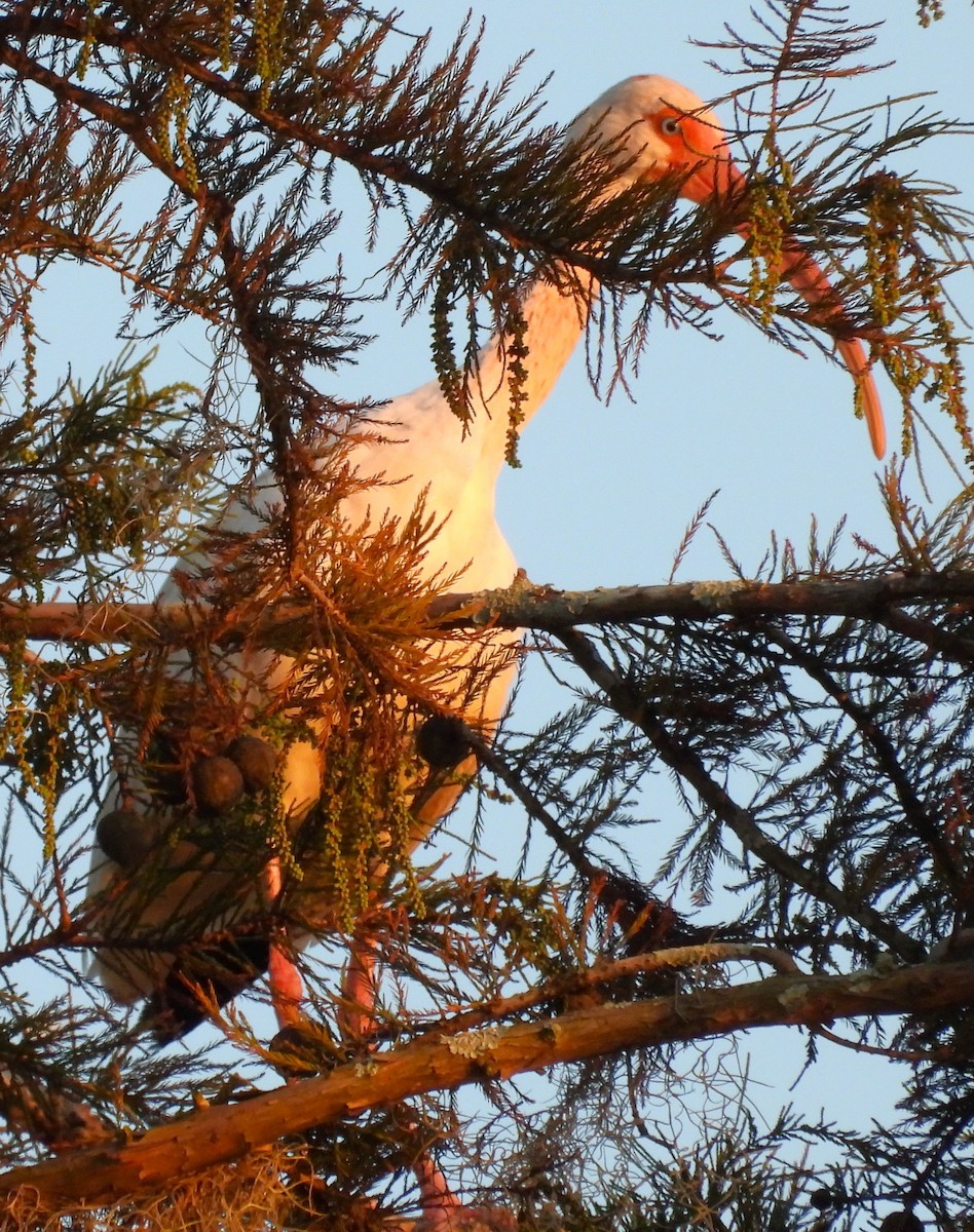 Ibis blanc - ML642172563