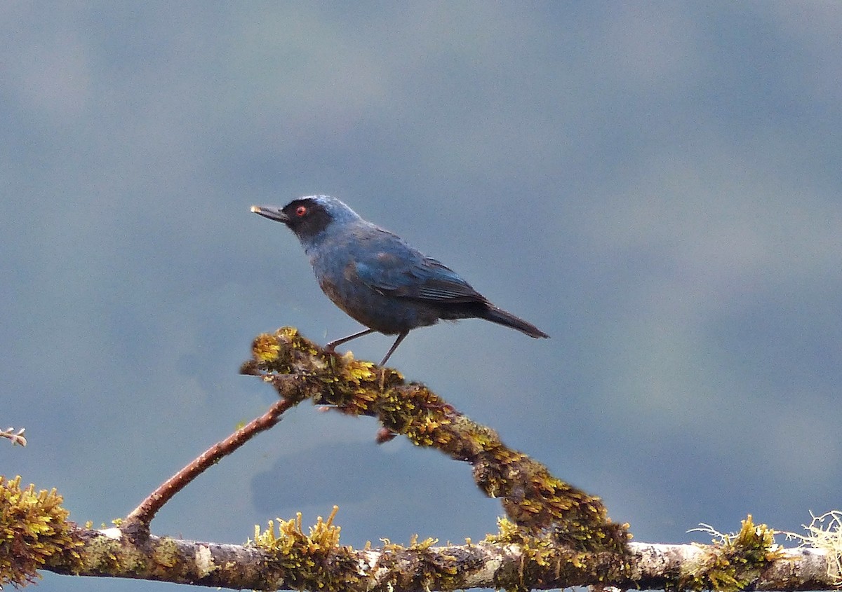 Masked Flowerpiercer - ML642172565
