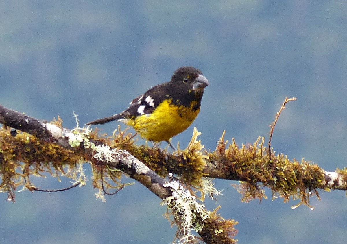 Black-backed Grosbeak - ML642172577