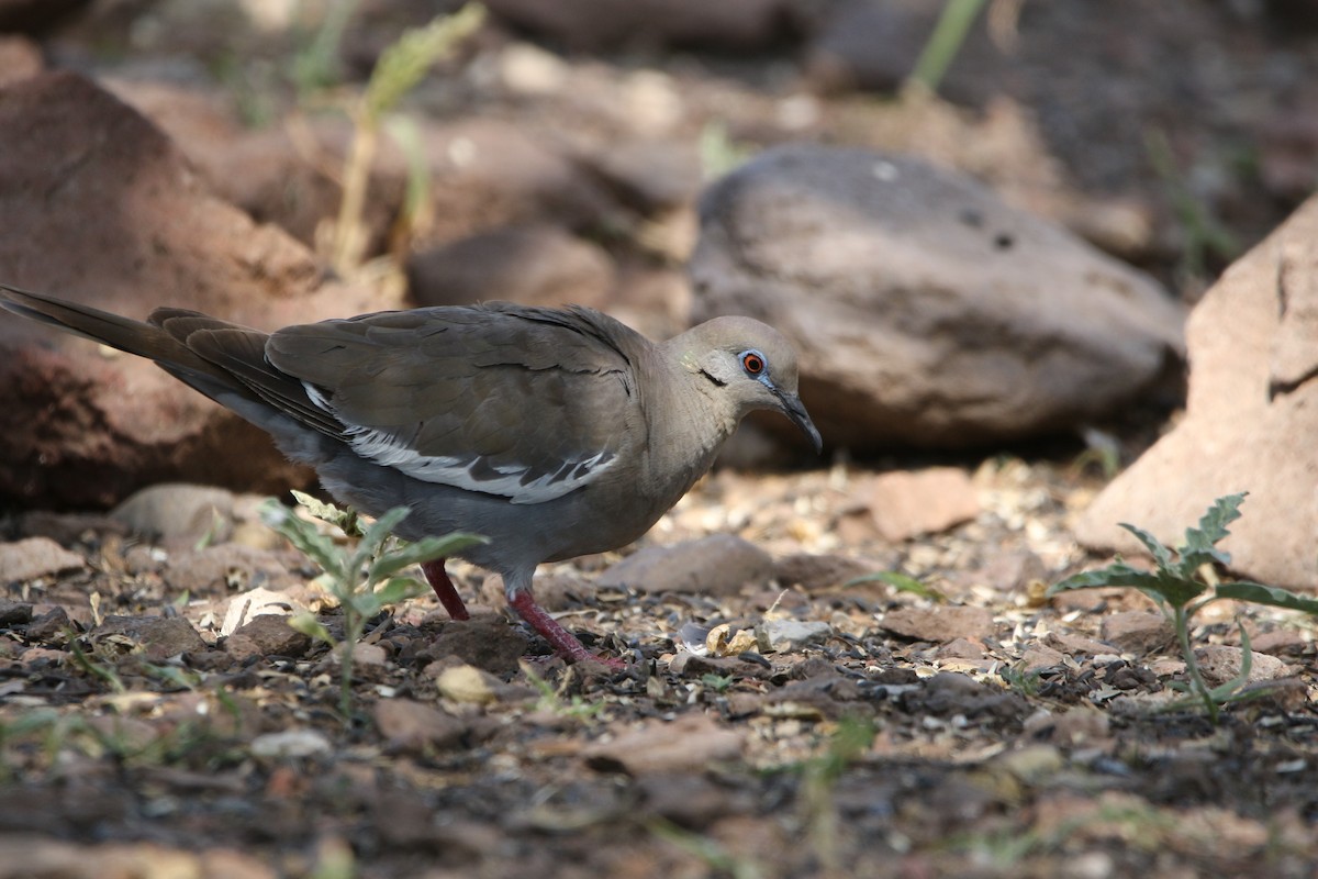 hrdlička bělavokřídlá - ML642172579