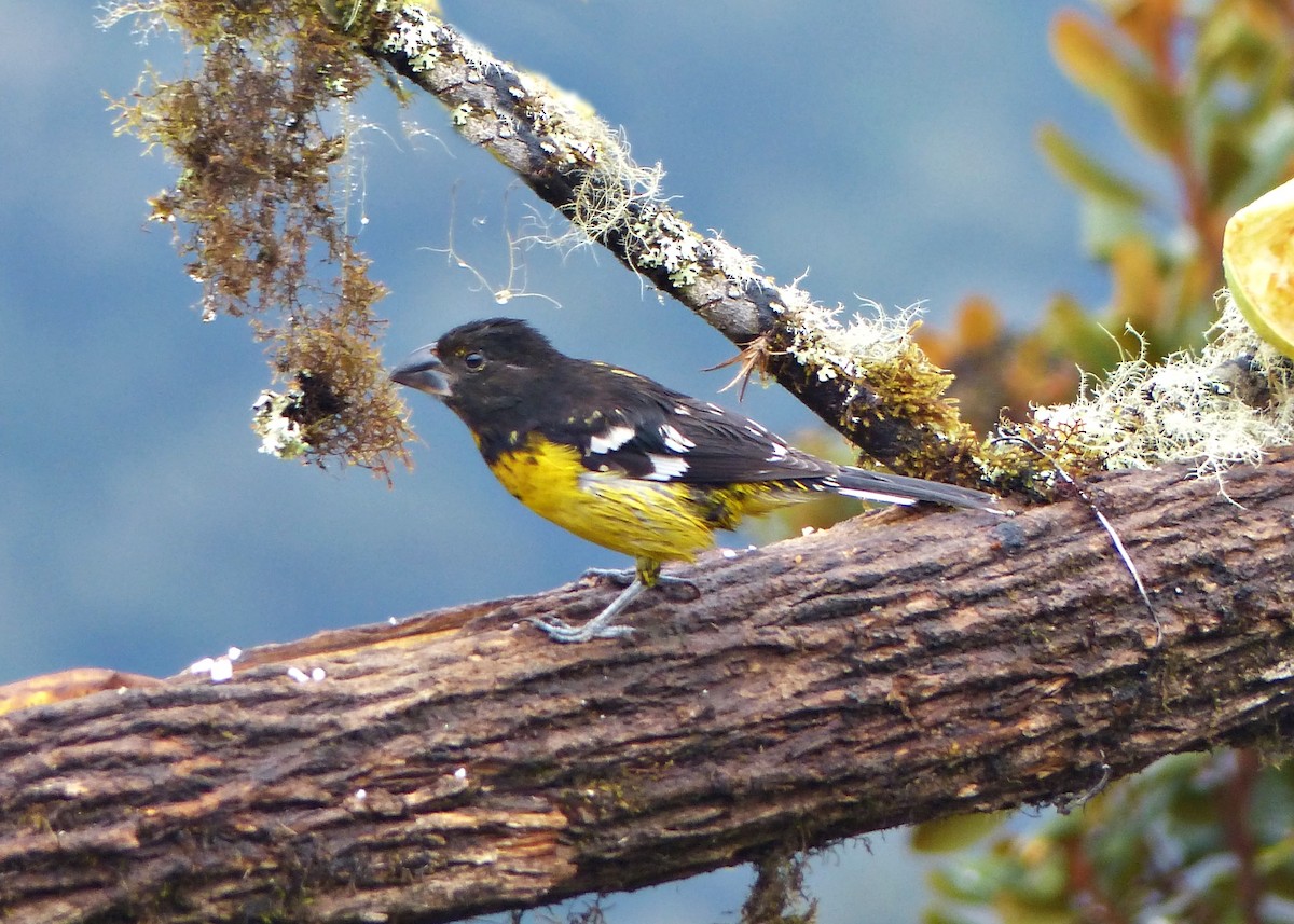 Black-backed Grosbeak - ML642172583