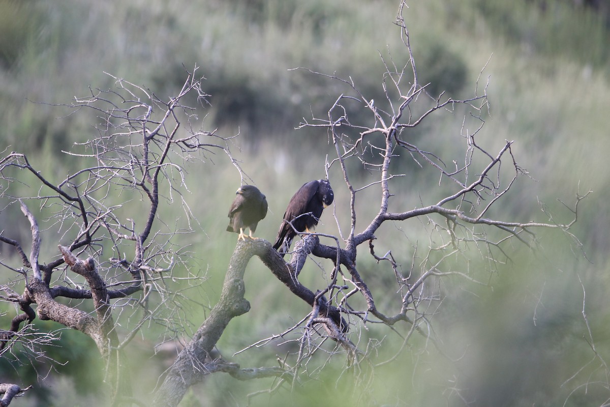 káně černá - ML642172585