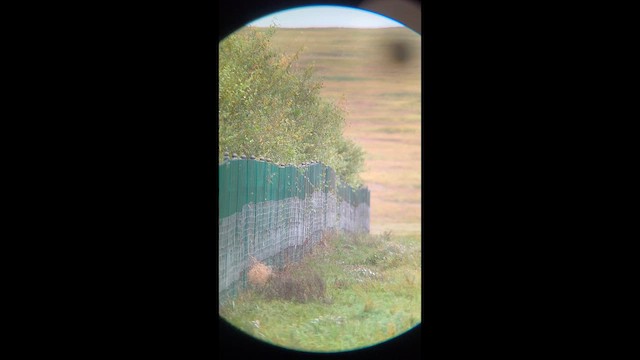 Борлог дууч шувуу - ML642172591