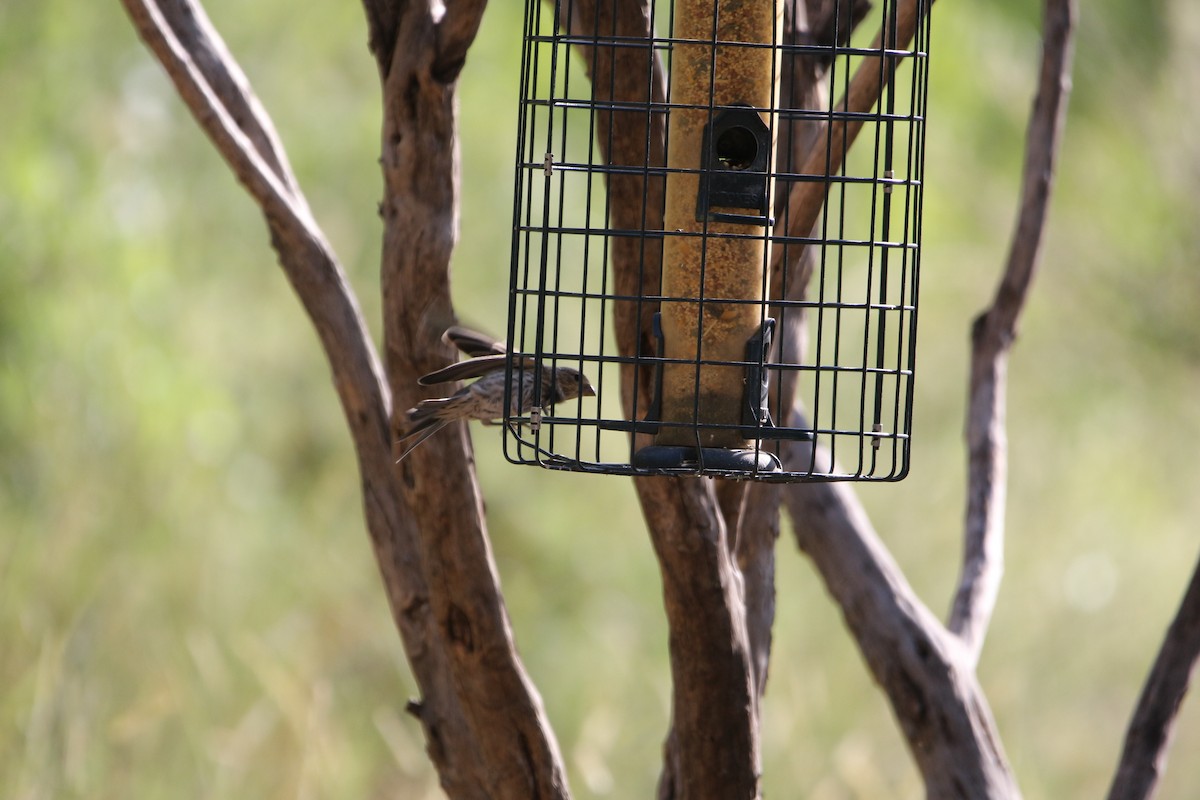 hýl rudoprsý - ML642172596